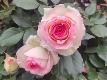 不同颜色玫瑰花的花语是什么？