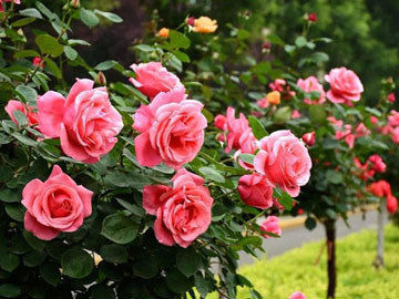 玫瑰是生活中的浪漫调味品