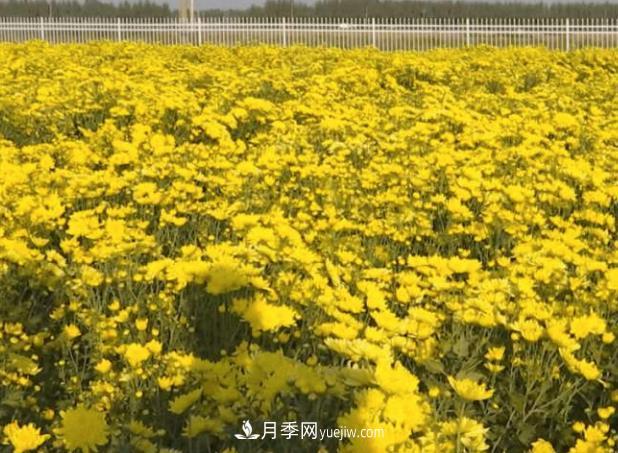 衡水故城菊花产业文化博览园：假日流连花海间(图1)