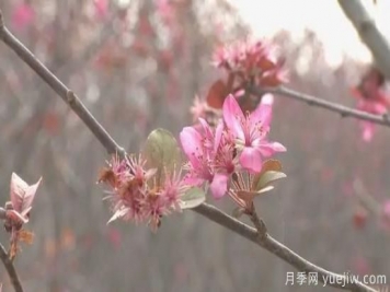 菏泽成武：千亩海棠反季节开花，逆袭深秋成一景