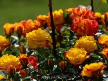 安阳市滑县森林公园月季花开放，赏花打卡正当时