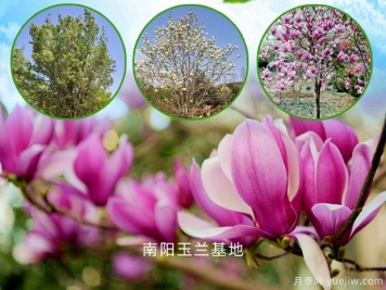 南阳玉兰基地：紫玉兰的园林用途和功效作用