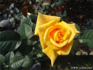 黄玫瑰代表什么意思？黄玫瑰寓意？黄玫瑰的花