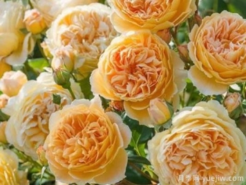 大花香水月季的养护方法，分享10种花香飘满屋