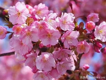 园林绿化中常见的樱花品种主要有哪些？