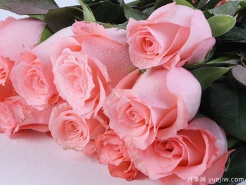 戴安娜玫瑰的花语是什么？有图片的更好？