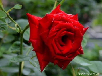 2023年情人节十大玫瑰品种销量榜，卡罗拉位居首位