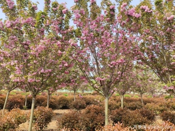 樱花树几年可以开花？日本晚樱开花的观赏价值