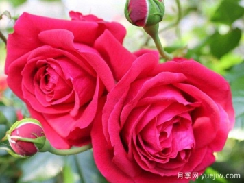 大家都知道玫瑰花可以食用，那么月季花可不可以食用呢？