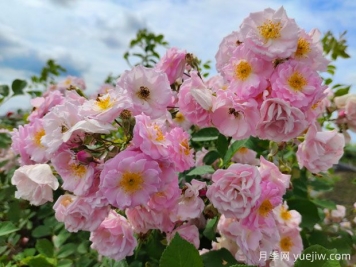 山木香和野蔷薇的辨识区别