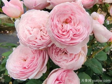 19朵粉色玫瑰花语是什么？