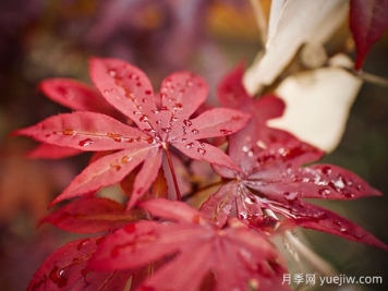 日本红枫、美国红枫、中国红枫到底有何不同？