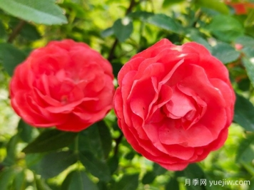 种上木香蔷薇花蛮强爆花，红橙白黄木香你喜欢哪个？