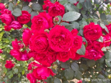 6款红色系的藤本月季品种，适合打造网红花墙