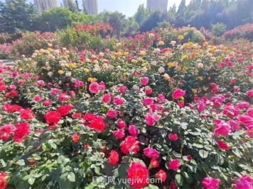 郑州月季公园40万株月季竞相绽放，感受花漾生活