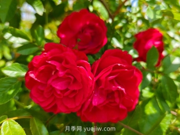 月季红木香爆花机器，花艳丽花量大花期长