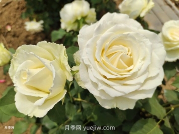 十一朵白玫瑰的花语和寓意