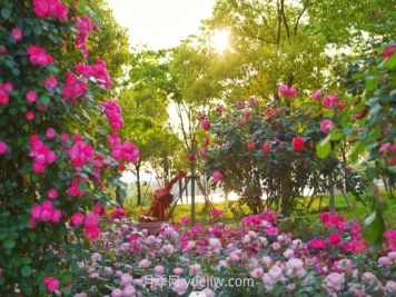 上海前滩休闲公园，月季花海盛景等你赏