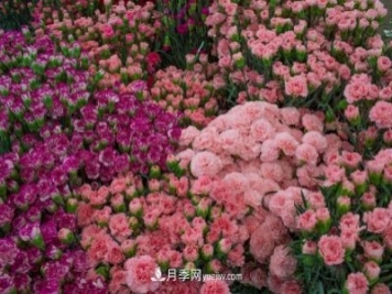 中国6大花市，全国花卉批发市场介绍