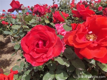 月季、玫瑰、蔷薇分别是什么？如何区别？