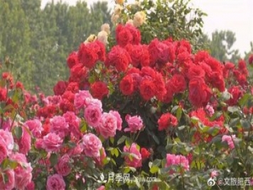 肥西县三河镇百亩树状月季园：花开正艳，产业增收