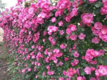 推荐3种爬藤月季，花园里轻松打造漂亮花墙